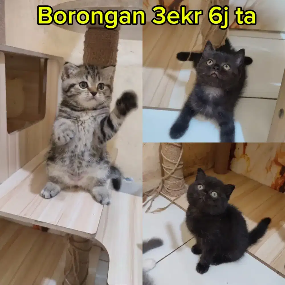 BSH x Scottish Fold All Female.Jual Cepat Borongan 3 ekor 6Jta