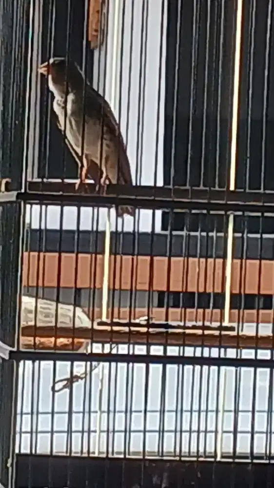 Burung sanger fullset wajib