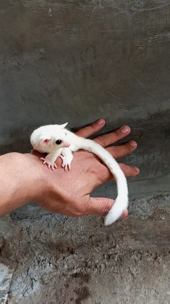 Sugar glider leucistic jantan