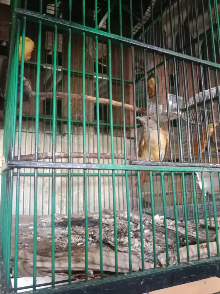 Kastem bunyi semaunyan
