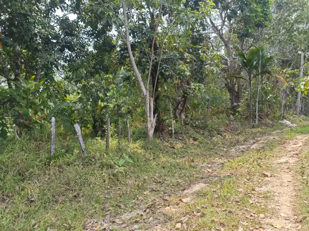 DIJUAL KEBUN LUAS 7Ha