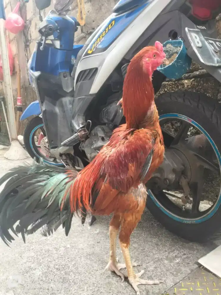 Ayam bangkok super