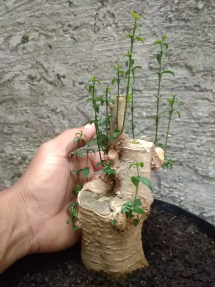 Bahan Bonsai Anting Putri