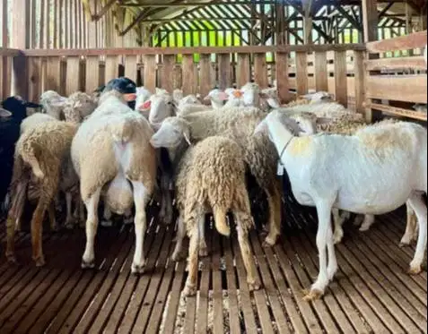 10 ekor indukan domba betina laktasi 1-2 siap ternak budidaya rawatan