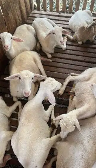 10 ekor indukan domba betina laktasi 1-2 siap ternak budidaya rawatan