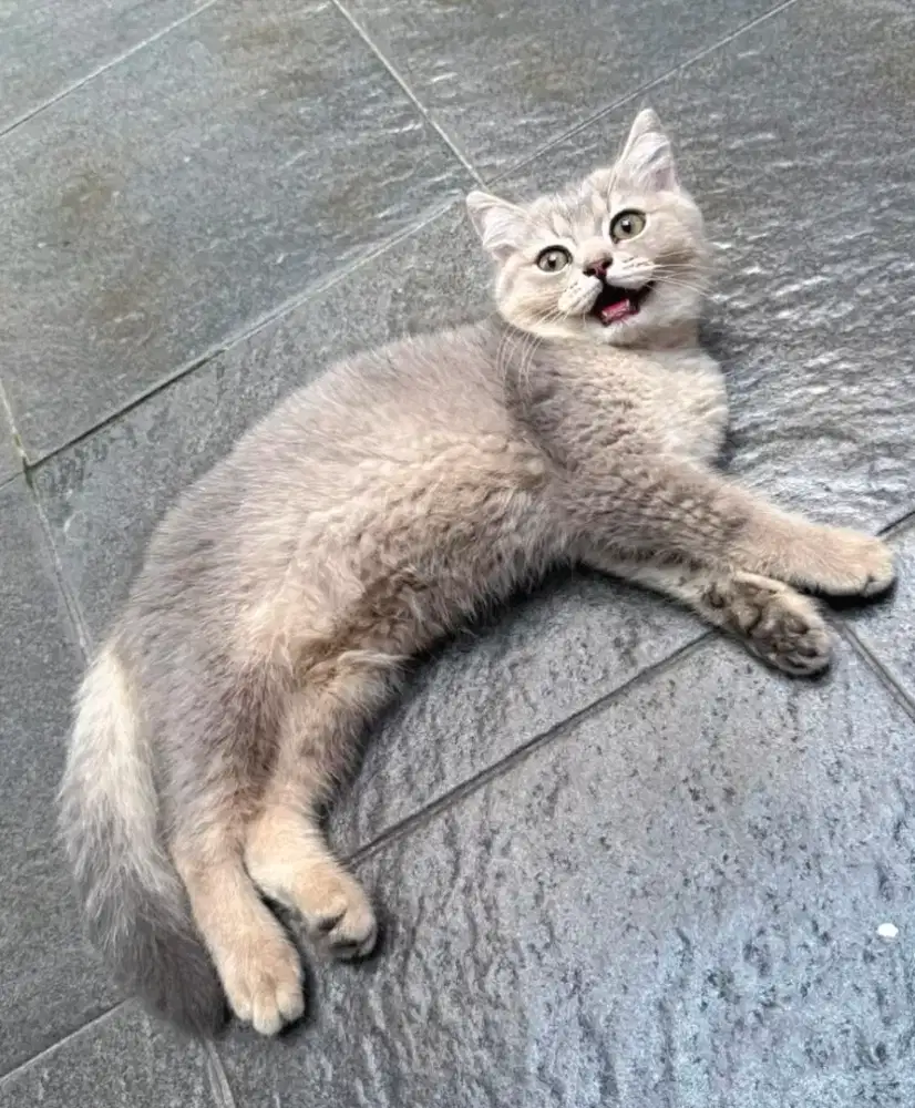 ANAK KUCING BRITISH SHORTHAIR BSH KITTEN GOLDEN BLUE