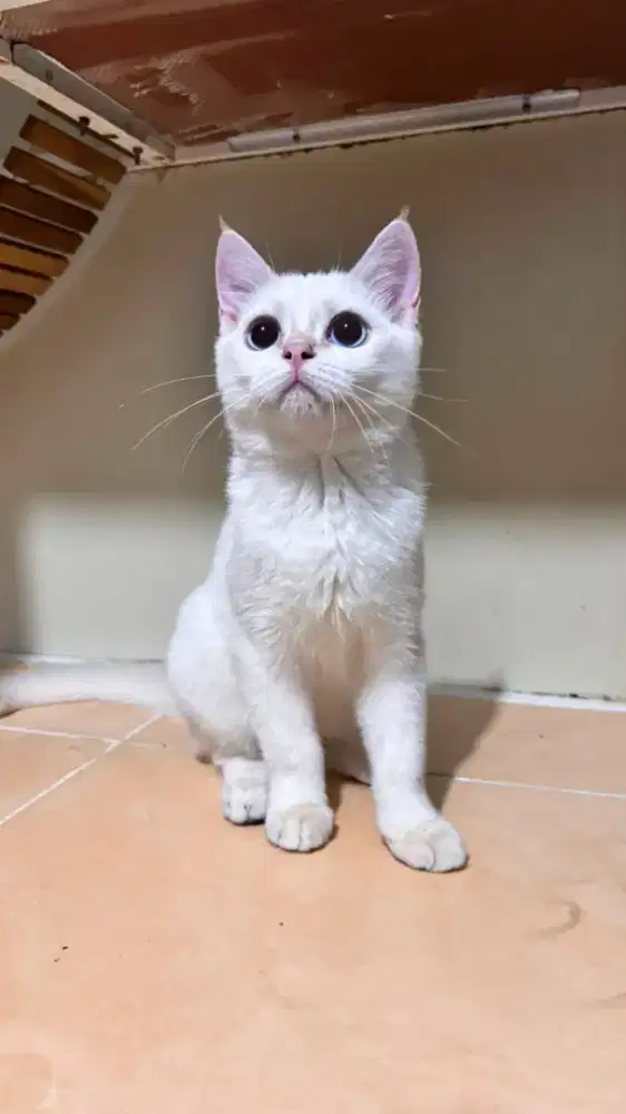 KITTEN BRITISH SHORTHAIR BSH GOLDEN POINT PRD WCF