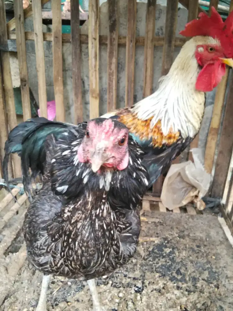 Ayam Silangan Pelung+Kampung