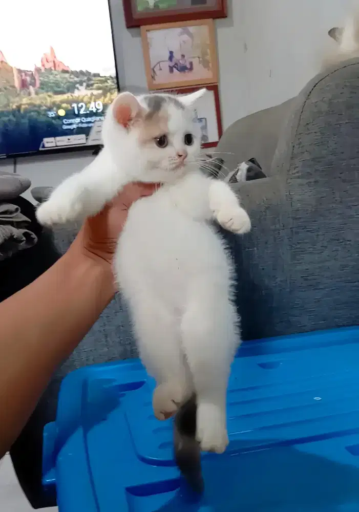 BRITISH SHORTHAIR / BSH CALICO