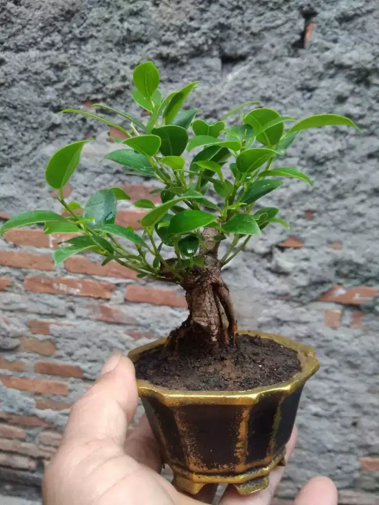 Bonsai Beringin Kimeng Pot Semen