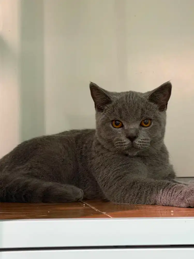 KUCING ANAK KUCING KITTEN BSH BRITISH SHORTHAIR BLUE SOLID NONPED
