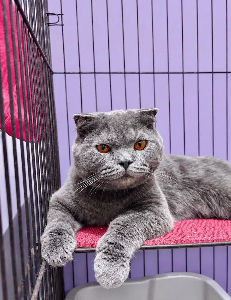 Kitten scottish foldz jdhin bsh munchkin exo peaknose sphynx