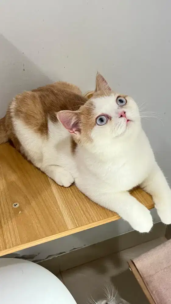 KUCING KITTEN BRITISH SHORTHAIR BSH JANTAN CREAM 6BULAN BLUE EYES PED