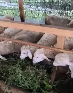 borongan 10 ekor indukan domba betina laktasi 1-2 siap budidaya ternak