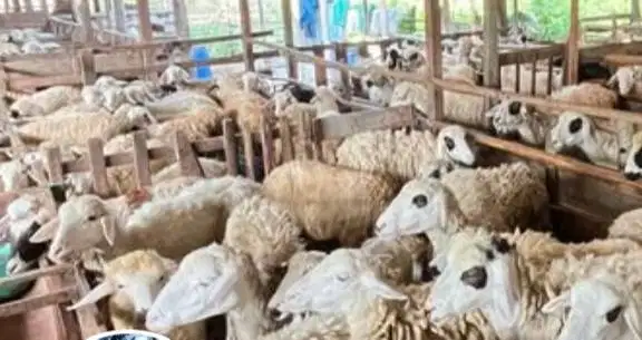 borongan 10 ekor indukan domba betina laktasi 1-2 siap budidaya ternak