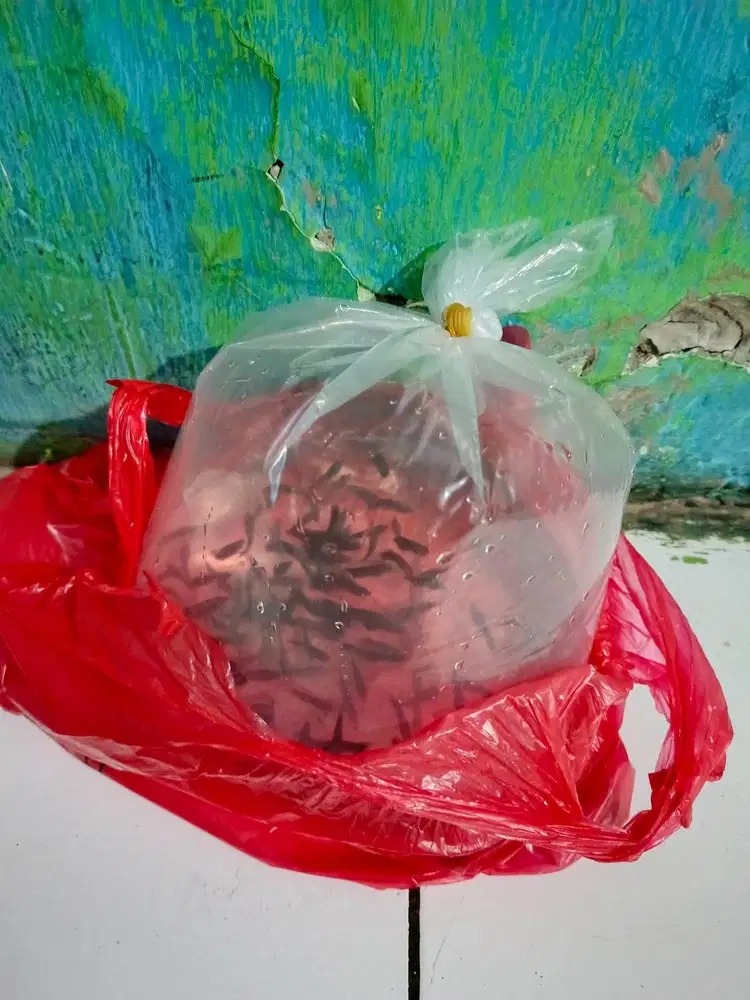 bibit ikan gurame