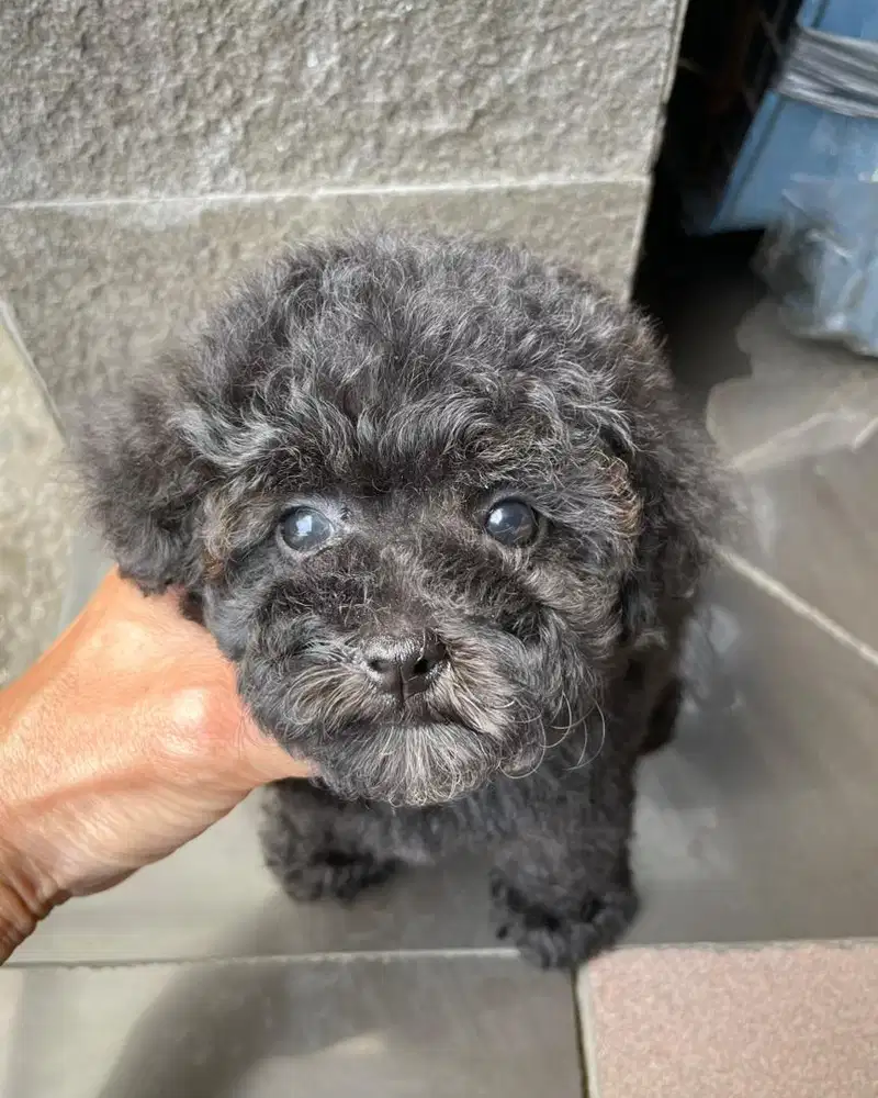 Poodle betina tiny