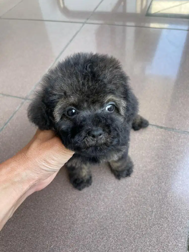 Anakan poodleTiny
