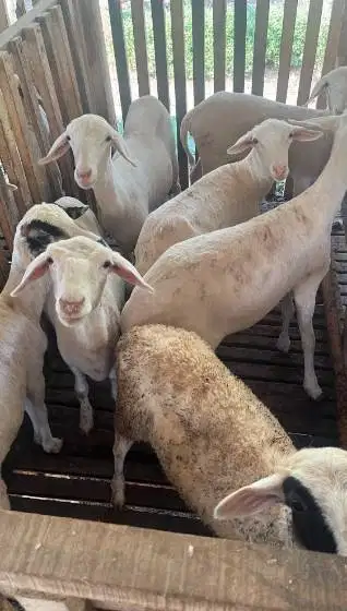obral 10 ekor indukan domba betina laktasi 1-2 siap ternak budidaya ok