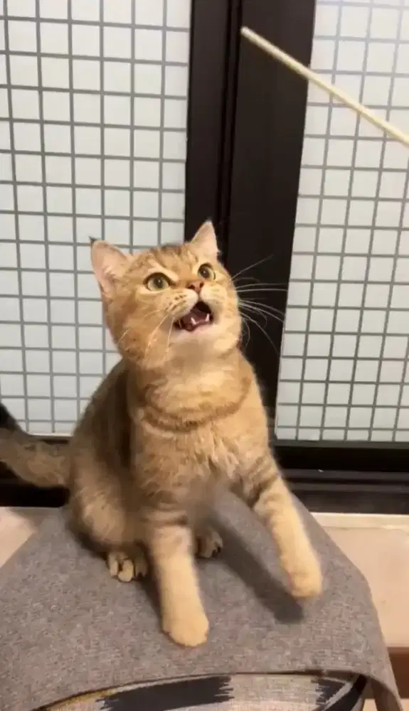 Bsh jantan golden
