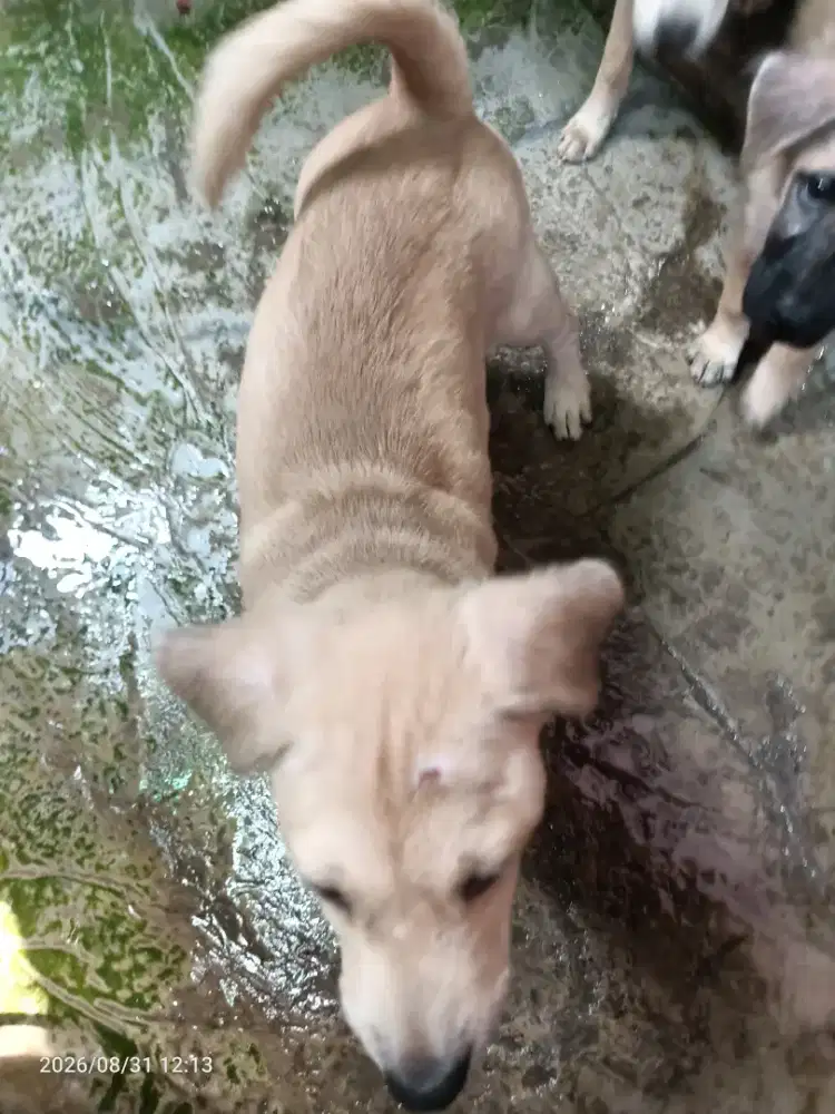 Anak anjing mix campuran baru 2 bulan