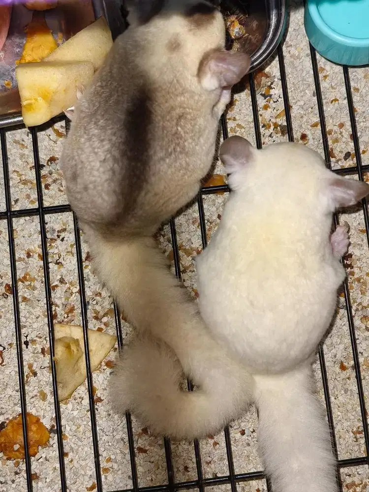 Sugar Glider sepasang