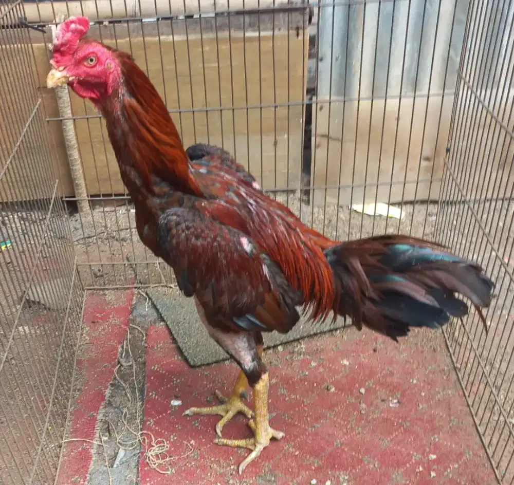 Ayam BK Pamagon