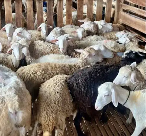paketan 10 ekor indukan domba betina rata2 buntingan 30kiloan rawatan