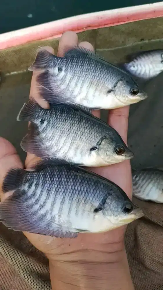 Bibit Gurame Soang Ukuran 2 Jari Ready