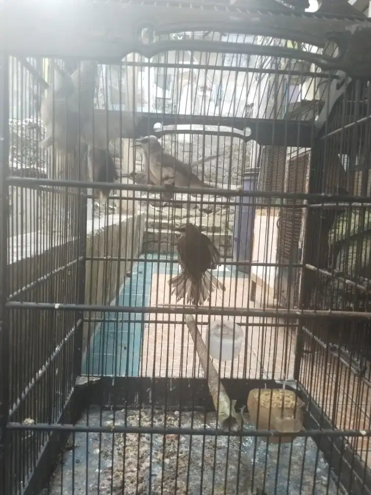 Terucukan atau nggak jogjog