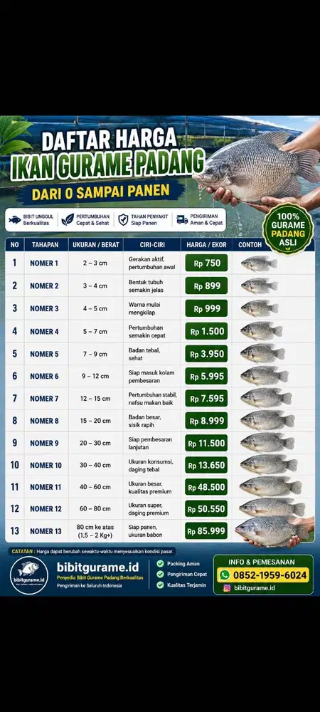 bibit ikan gurame