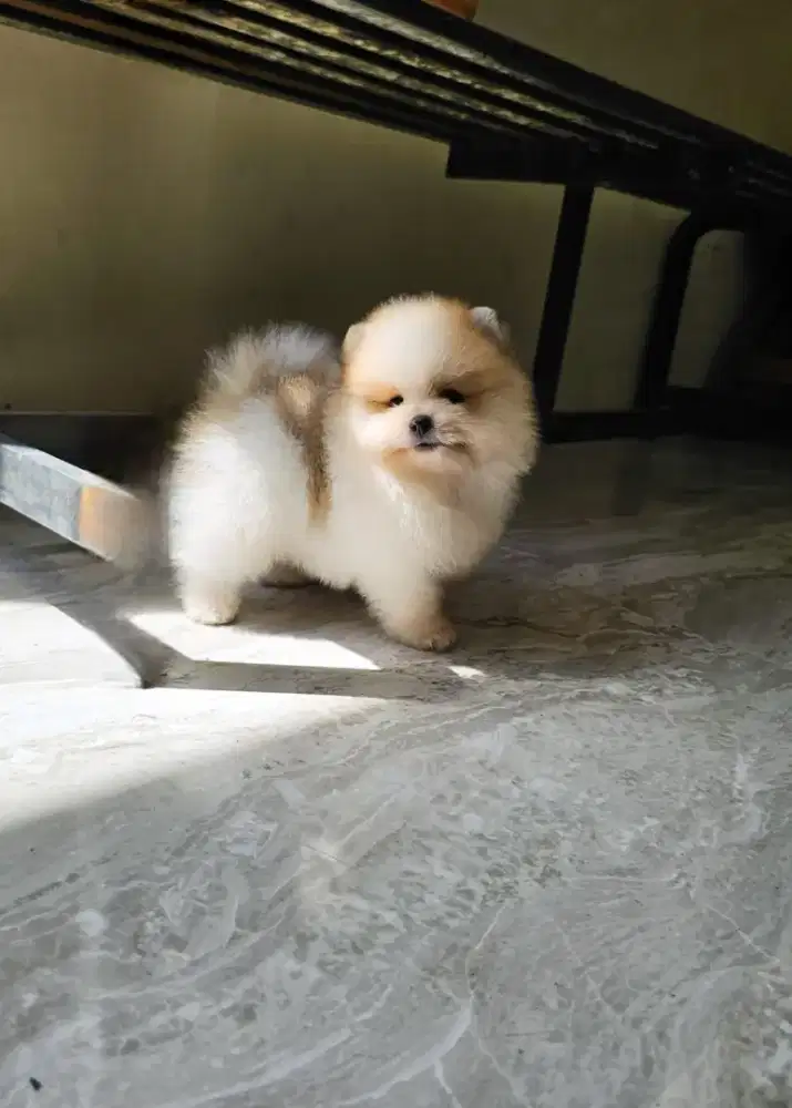 Minipom long hair dan fluffy