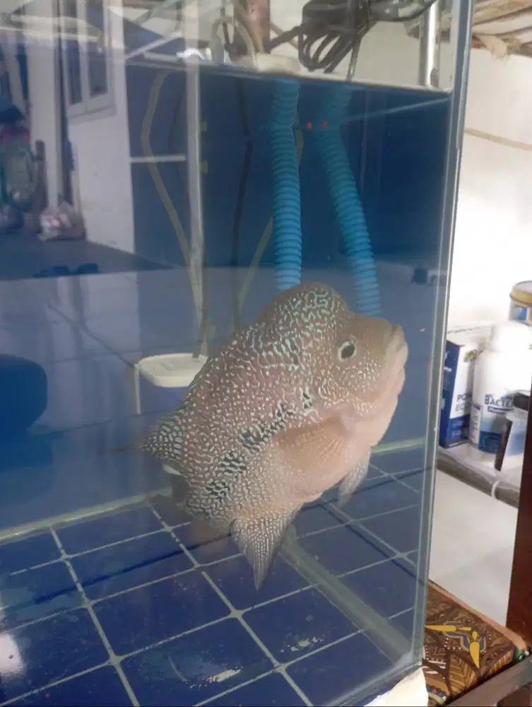 Ikan louhan kamfa f3