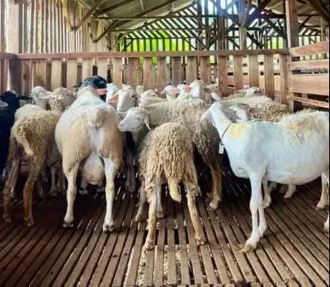 10 ekor indukan domba biangan betina laktasi 1-2 siap ternak rawatan