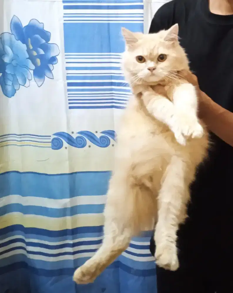 Anabul Kitten Anggora Persia