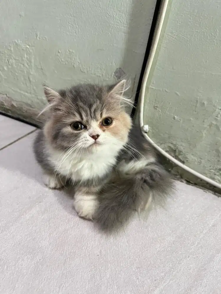 Munchkin minuet