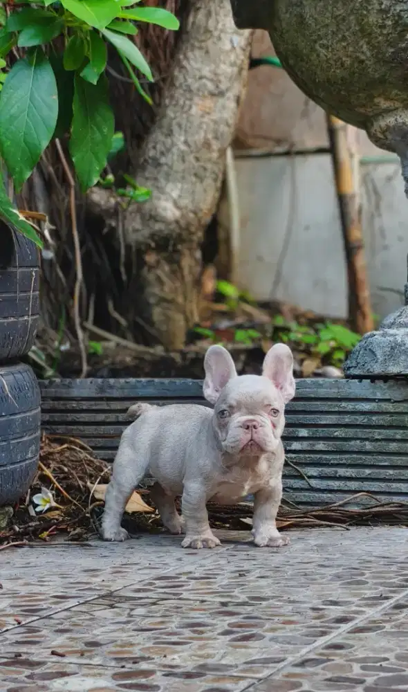 French bulldog puppies rare colour male
