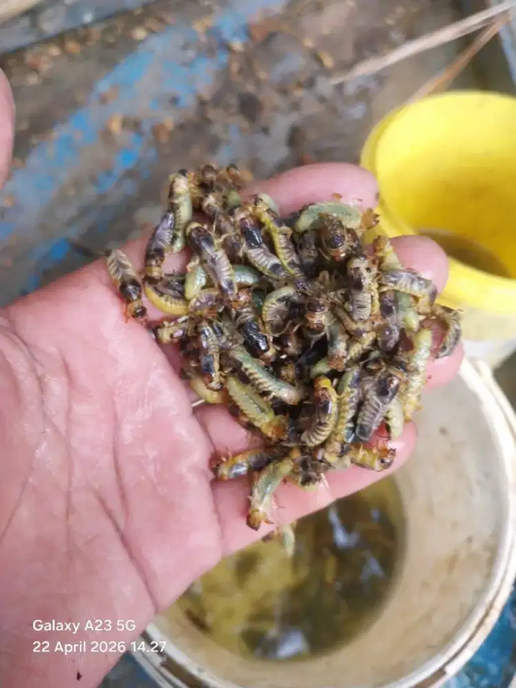 Keleper / Larva Capung (Umpan Mancing)