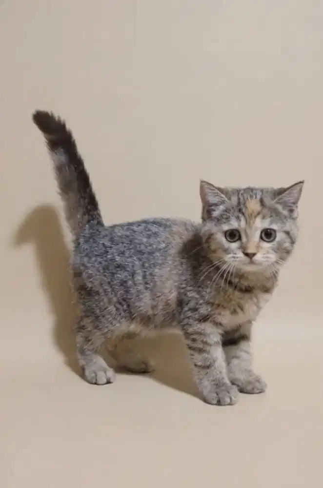BSH Tortie Female Line Ped