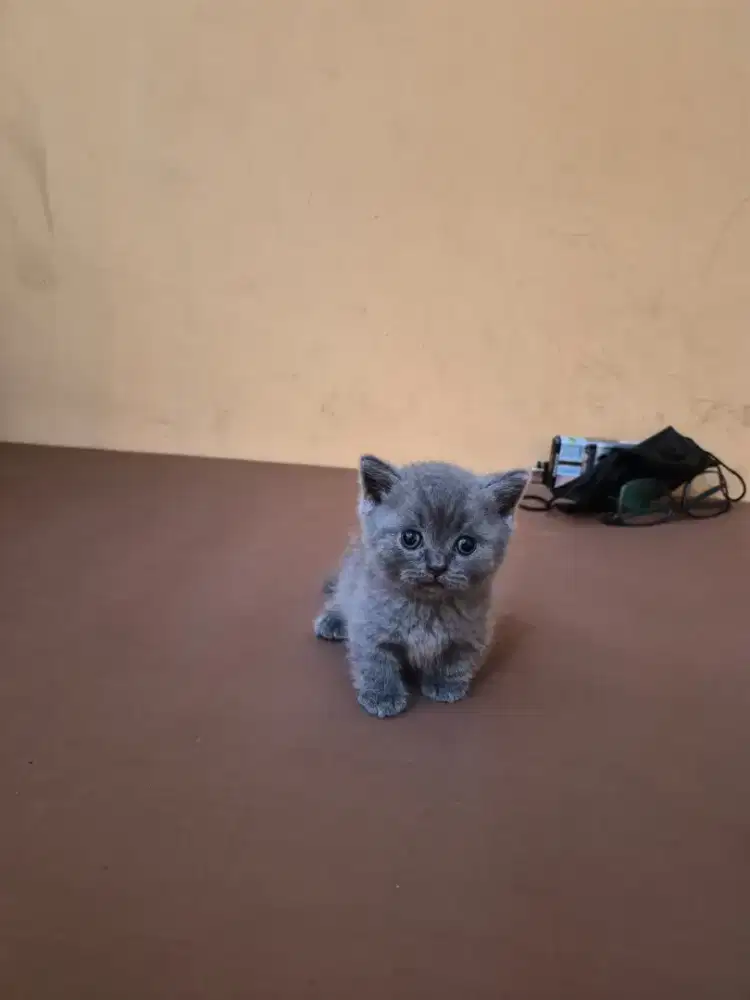 Munchkin bsh jantan