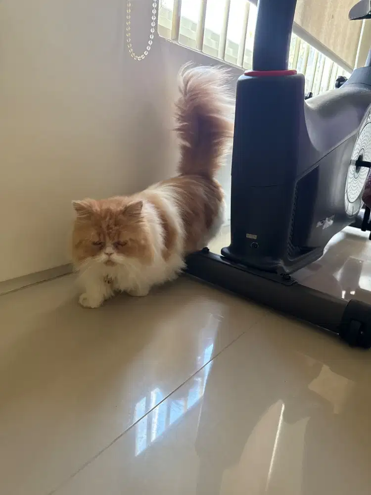 kucing munckin betina 18 bulan