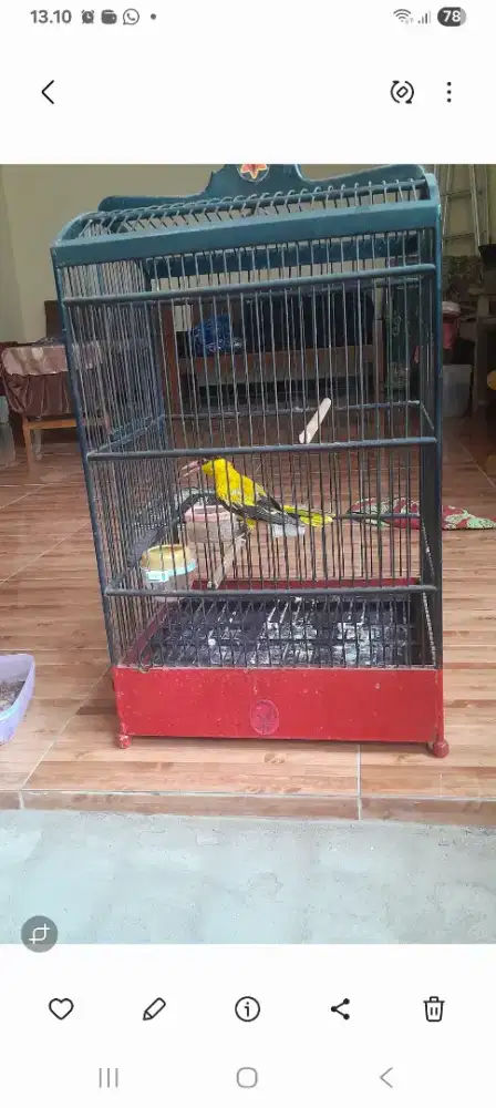 Burung podang mas jantan