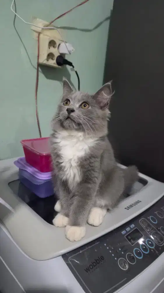 Kitten Persia mix Anggora