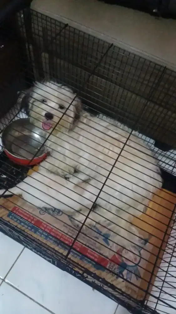yg ingin ternak doggy ini indukan & pejantan SDH pernah melahirkan
