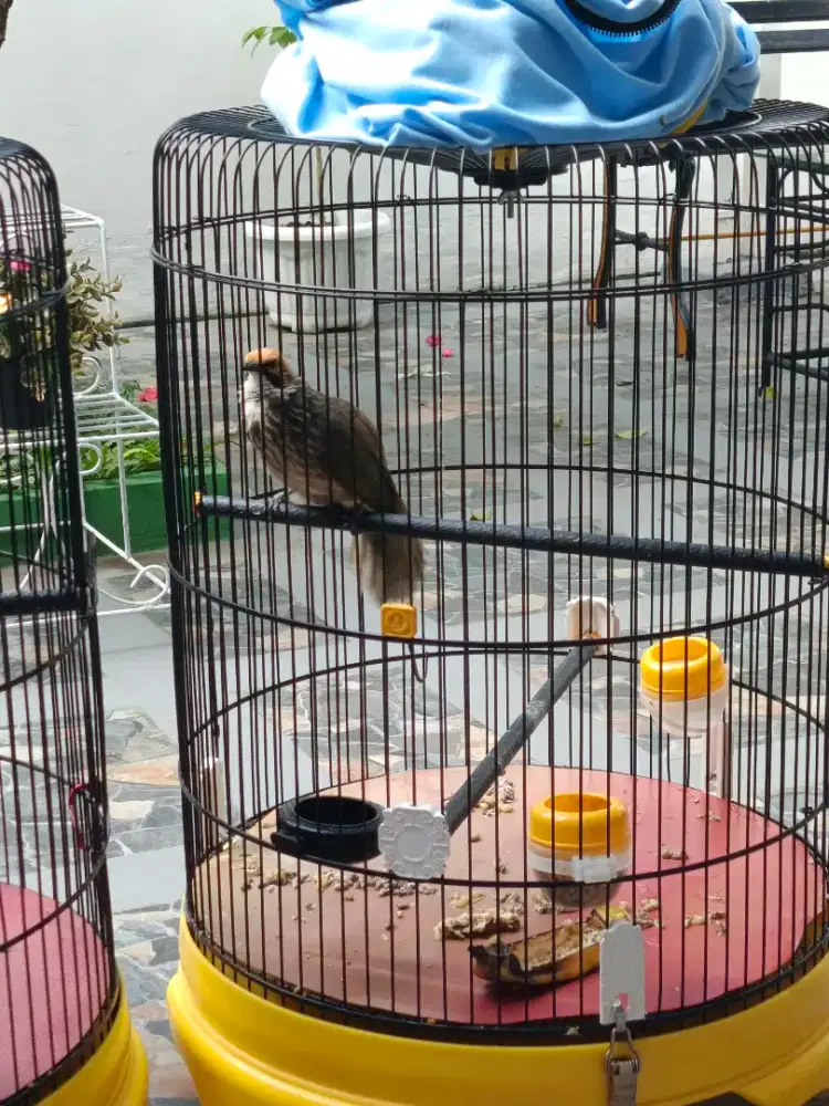 Burung Cucak rowo / cucak rawa