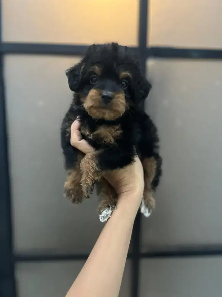 Maltipo phantom betina kosongan