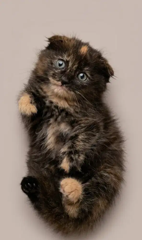 Scottish Fold Tortie Betina