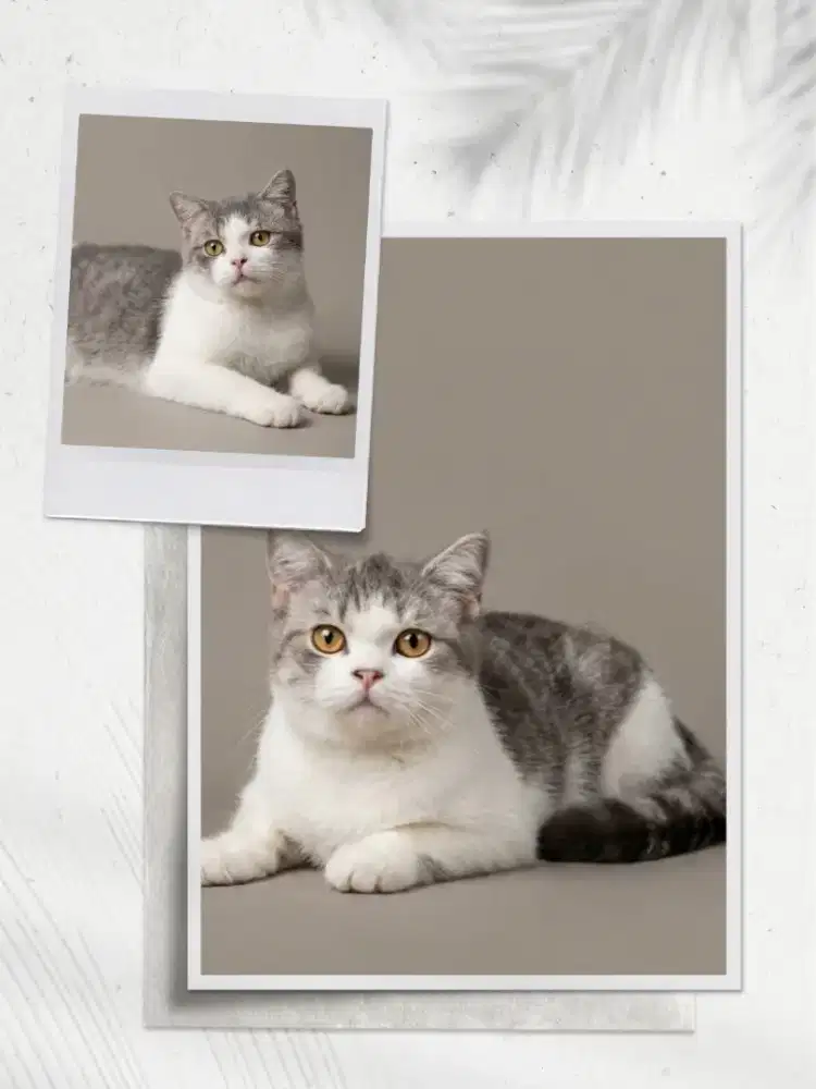 BSH Bico Blue Tabby Jantan Line Ped