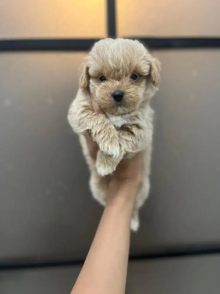maltipo ( maltese x poodle )