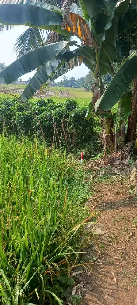 Dibutuhkan tukang cari rumput ternak.